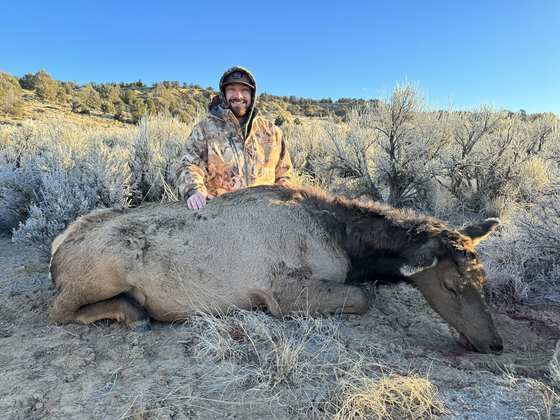 Bull elk taken on a guided hunt with Wild Out Pro Guide Service in New Mexico