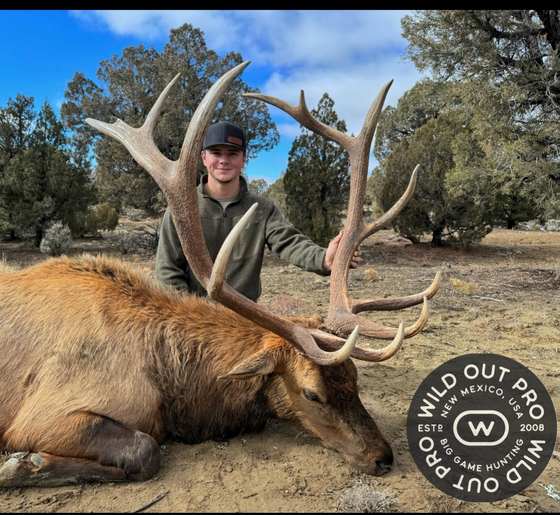 Bull elk taken on a guided hunt with Wild Out Pro Guide Service in New Mexico