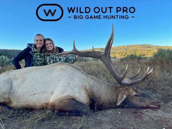 Bull elk taken on a guided hunt with Wild Out Pro Guide Service in New Mexico