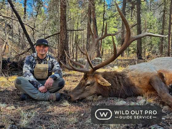 Bull elk taken on a guided hunt with Wild Out Pro Guide Service in New Mexico