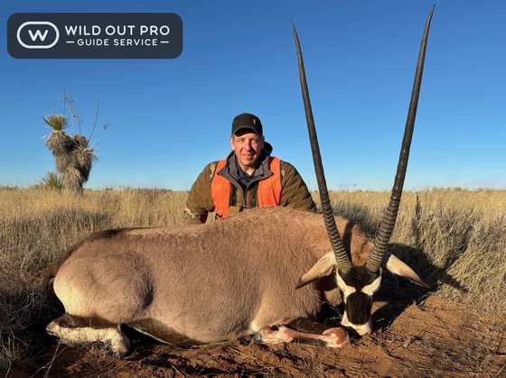 Bighorn sheep, Persian ibex, barbary sheep and oryx taken on guided New Mexico hunts