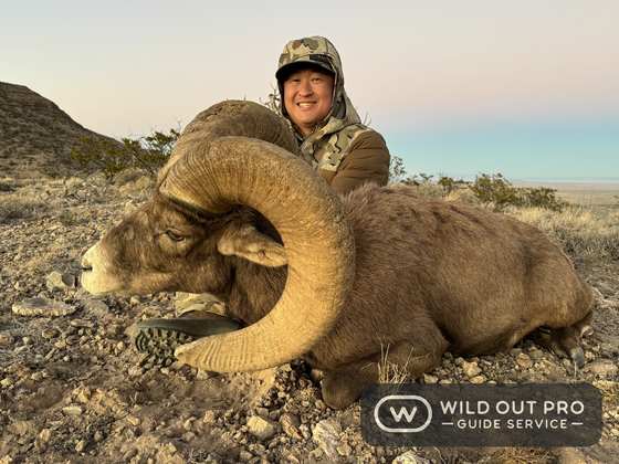 Bighorn sheep, Persian ibex, barbary sheep and oryx taken on guided New Mexico hunts