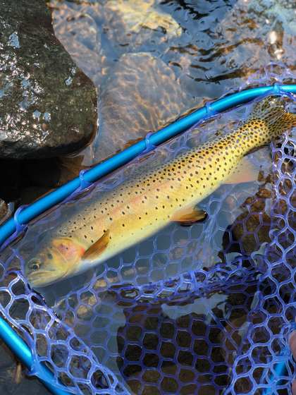 Fly fishing the San Juan River with Wild Out Pro Guide Service